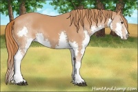 Horse Color:Chestnut Splash 