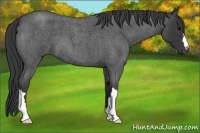 Horse Color:Blue Roan 