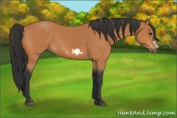 Horse Color:Bay Frame 