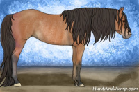 Horse Color:Bay Rabicano 