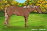 Horse Color:Chestnut Frame 