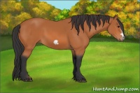 Horse Color:Bay Frame 
