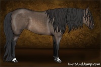 Horse Color:Brown Dun 