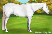 Horse Color:Chestnut Appaloosa 