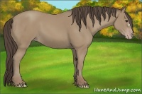 Horse Color:Classic Champagne 