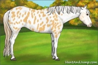 Horse Color:Buckskin Blanket 