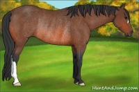 Horse Color:Bay Rabicano 