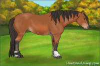 Horse Color:Bay Tobiano 