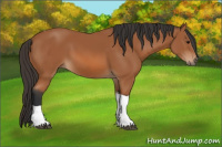 Horse Color:Bay Tobiano 