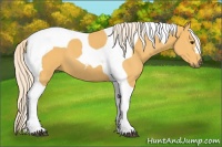 Horse Color:Palomino Tobiano 
