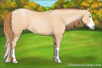 Horse Color:Buckskin Pearl Splash