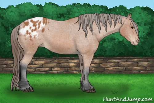 Horse Color: Bay Blanket 
