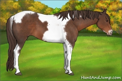 Horse Color: Liver Chestnut Tobiano Frame 