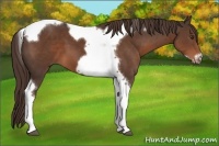 Horse Color:Liver Chestnut Tobiano Frame 