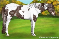 Horse Color:White Spotted Liver Chestnut Ice Tobiano 