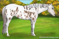 Horse Color:White Spotted Bay Dun Appaloosa 
