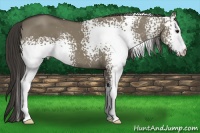 Horse Color:White Spotted Smoky Grullo 
