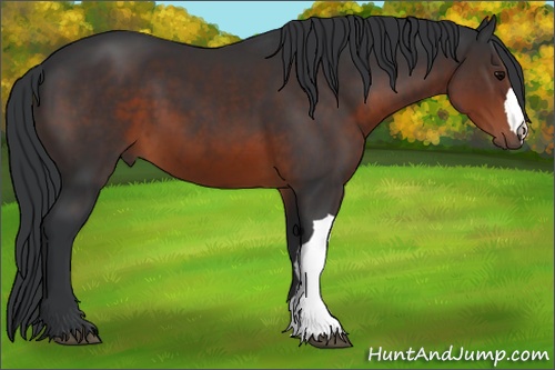 Horse Color: Brown 