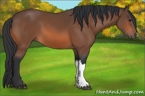 Horse Color: Bay 