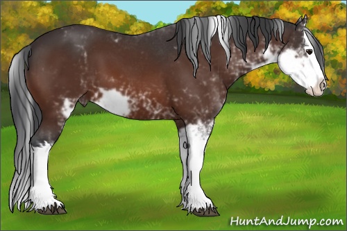 Horse Color: Bay Sabino Splash 