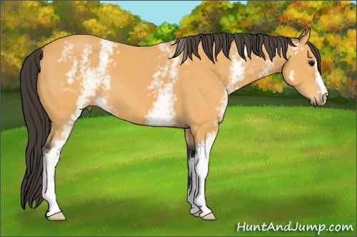 Horse Color: White Spotted Buckskin 