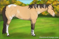 Horse Color:White Spotted Buckskin Dun Tobiano 