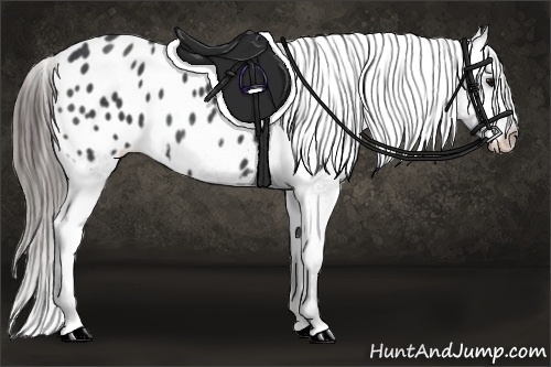 Horse Color: Blue Roan Blanket 