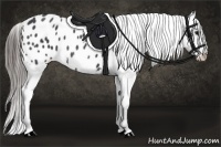 Horse Color:Blue Roan Appaloosa 