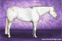 Horse Color:White Spotted Buckskin Varnish 