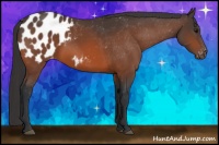 Horse Color:Bay Appaloosa