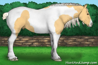Horse Color:Palomino Tobiano 