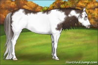 Horse Color:Liver Chestnut Splash Frame