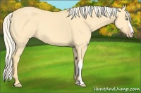 Horse Color:Gold Cream Champagne Dun 