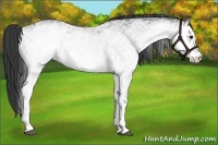 Horse Color:White Spotted Black 