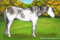 Horse Color:White Spotted Grullo Splash 