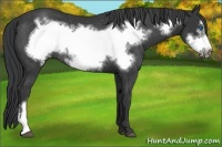 Horse Color:Black Frame Rabicano