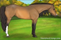 Horse Color:Buckskin 