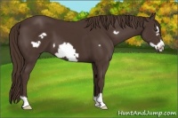 Horse Color:Liver Chestnut Frame 