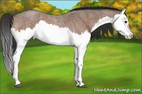 Horse Color:Bay Roan Splash 