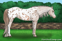 Horse Color:Chestnut Appaloosa