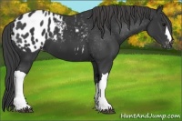 Horse Color:Black Appaloosa 