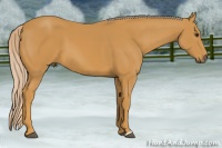 Horse Color:Palomino 