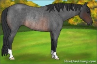 Horse Color:Brown Roan Rabicano 
