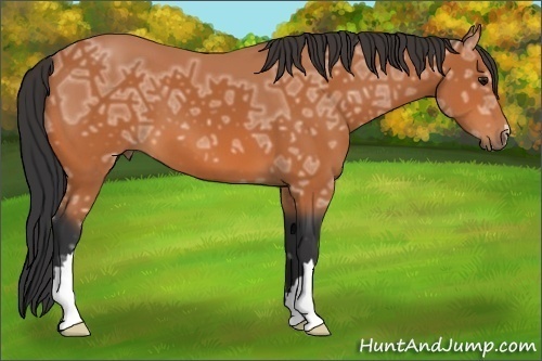 Horse Color: Bay Ice 