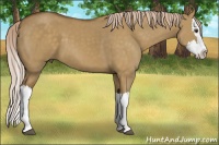 Horse Color:Chocolate Palomino Dun Splash 