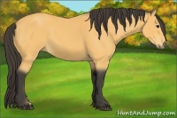 Horse Color:Buckskin Rabicano 