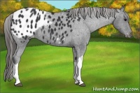 Horse Color:Black Blanket 