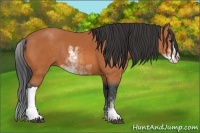 Horse Color:Bay Sabino 