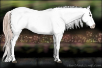 Horse Color:Chestnut Appaloosa 