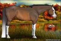 Horse Color:Buckskin Splash 